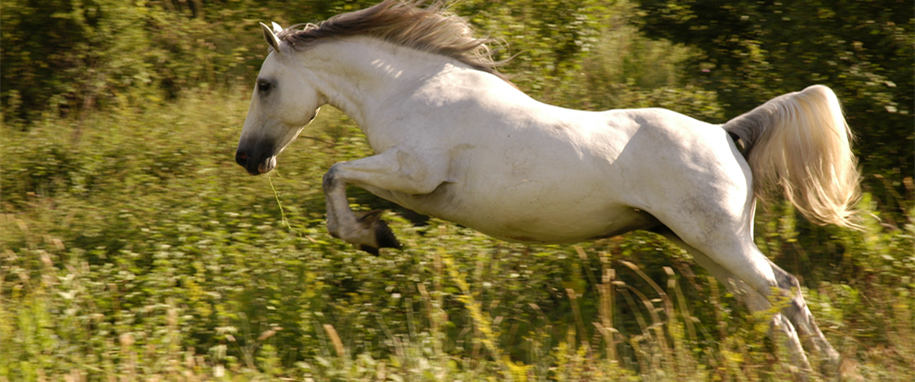 Crin de cheval pour brosse industrielle