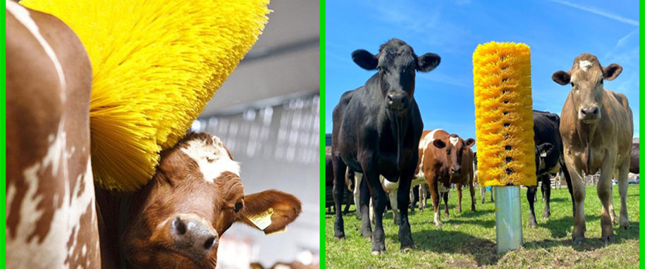 Améliorer le confort et le bien-être : la brosse à vache